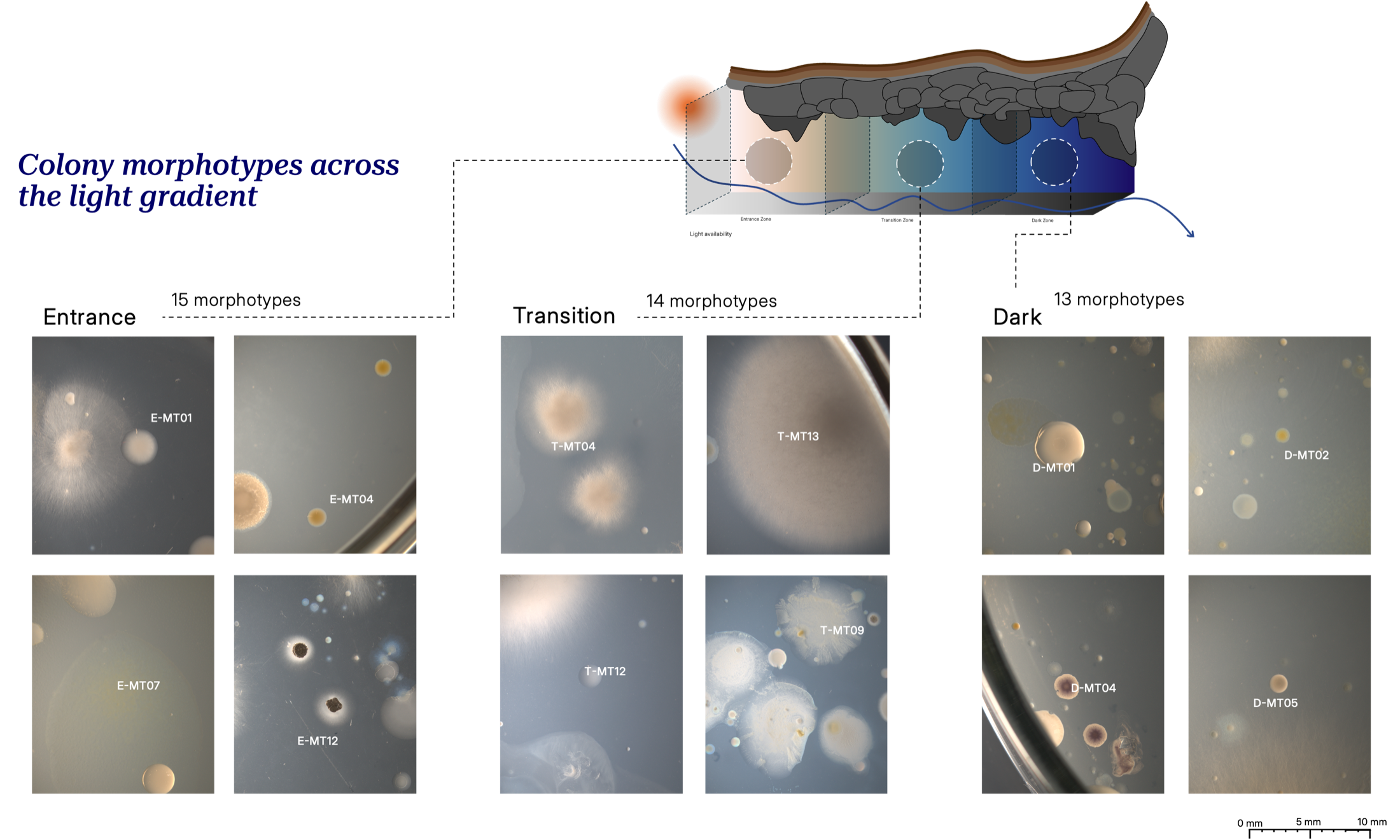 Distribution of cultivable morphotypes along the cave light gradient.